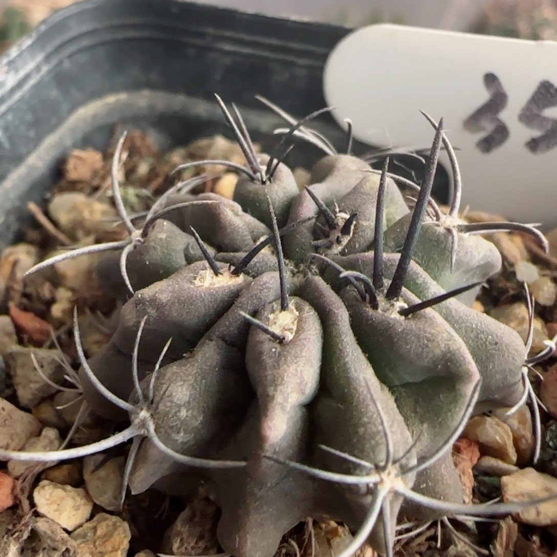 实生欧系素装玉多肉