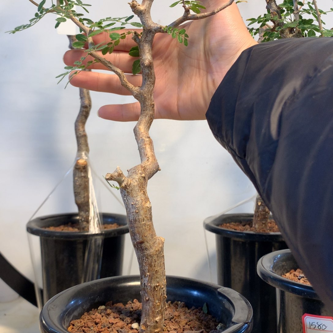 滔天橄榄产地熟桩