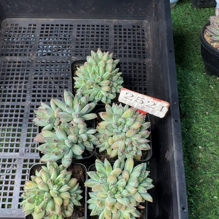 2521多肉植物一物一拍