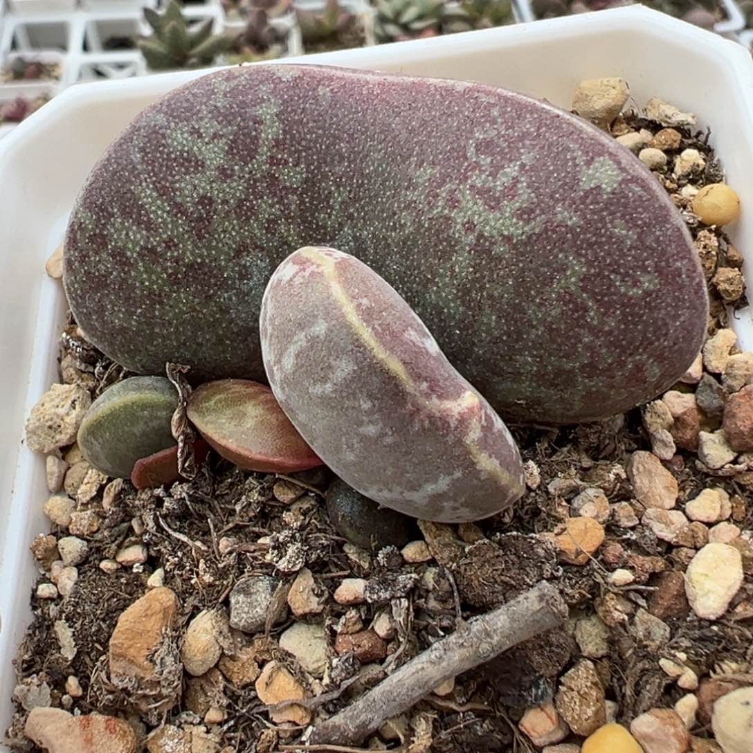 母叶有疤特价满斑花蛋多肉植物