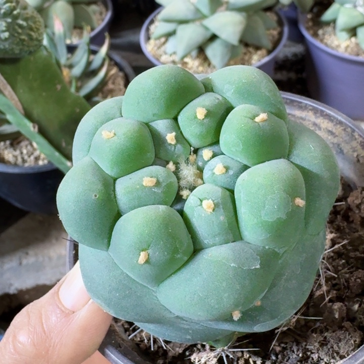 143仲永系大尤仙