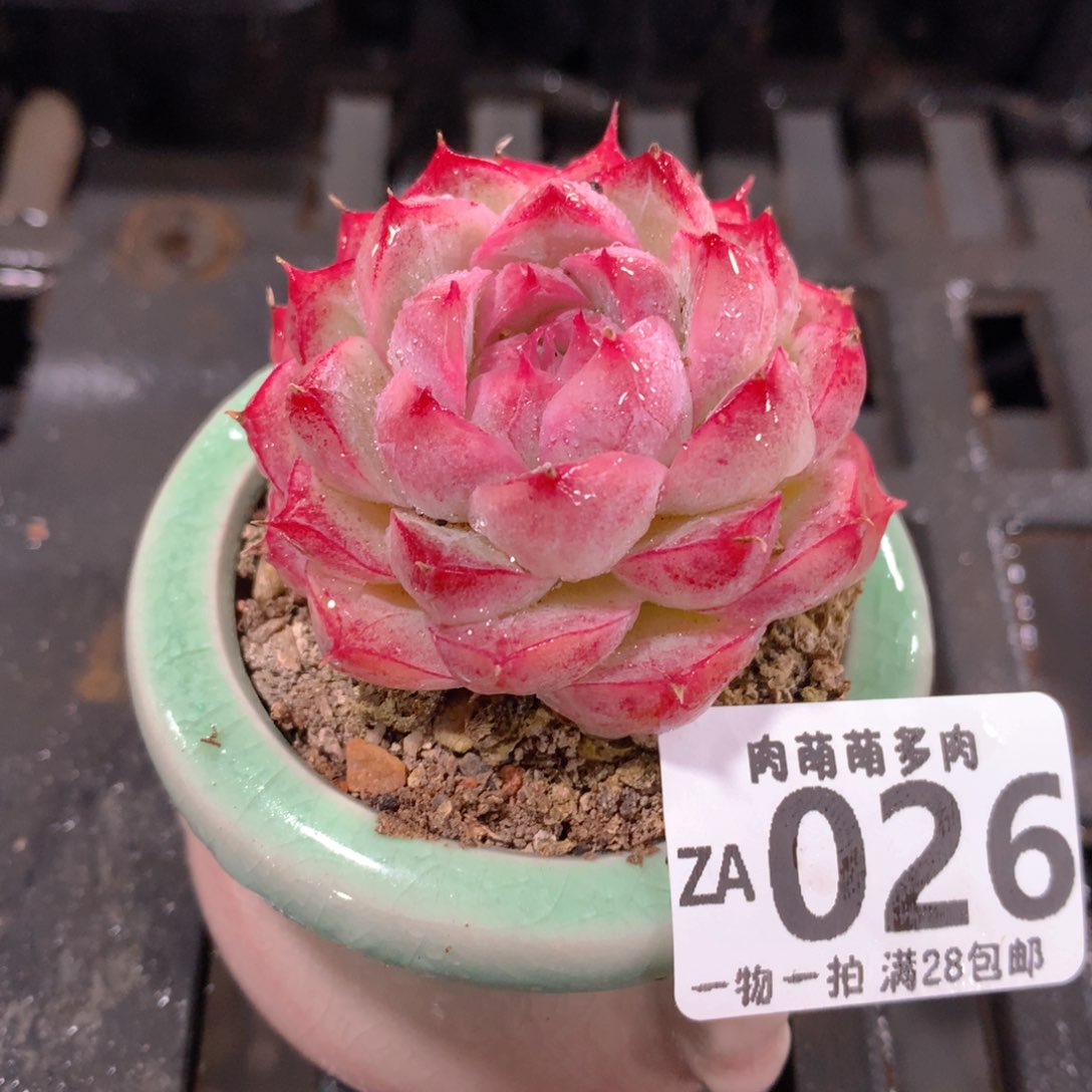 肉萌萌拇指盆精控多肉ZA026