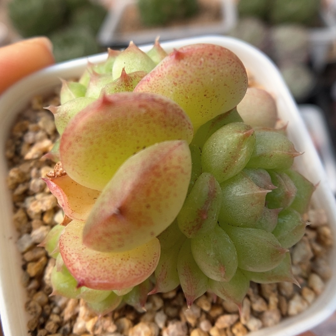 小樱三头可拍397号。