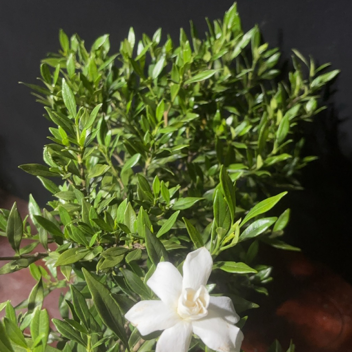 海岛栀子花植物盆栽四季常绿好养易活净化空气阳台