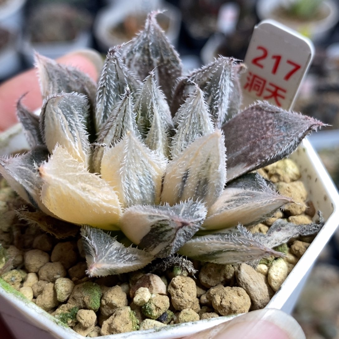 217绘卷锦一物一拍