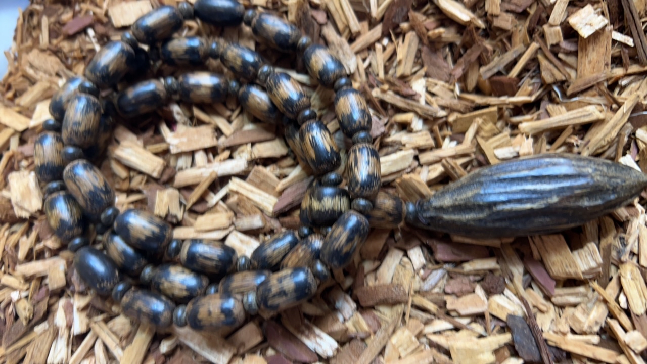 沉香z13 福来精选高端文玩