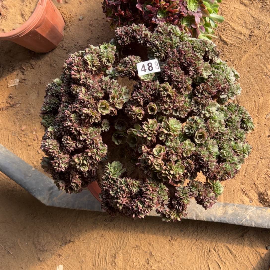 万缀有伤488一颗