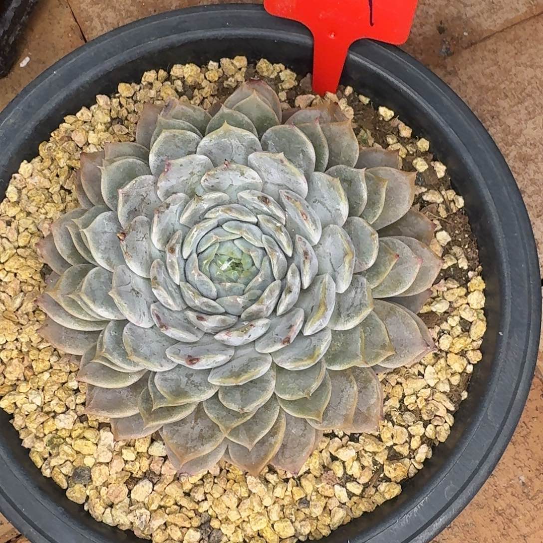 云南多肉小栈一物一拍009