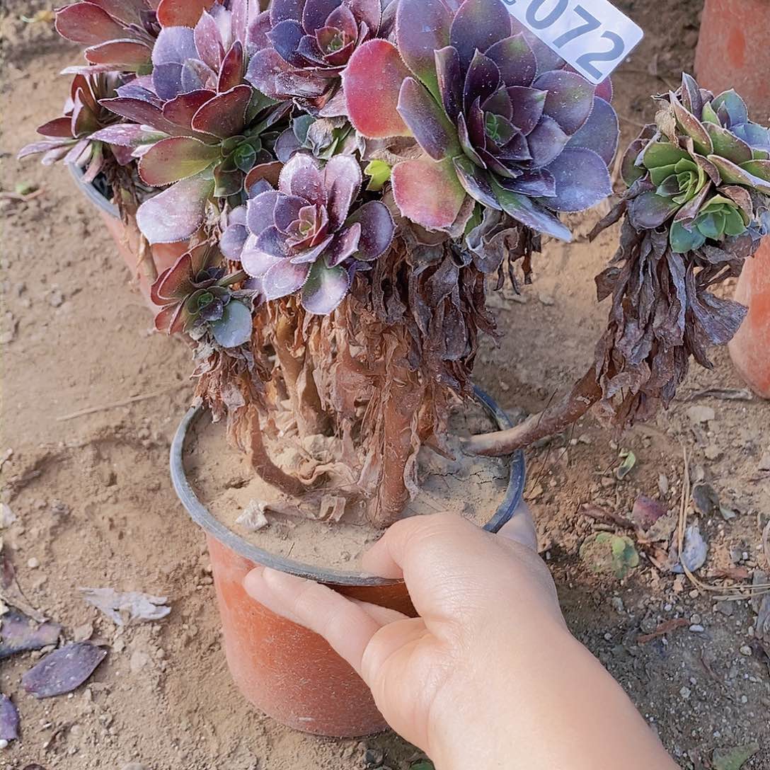 72 号一物一拍多肉植物