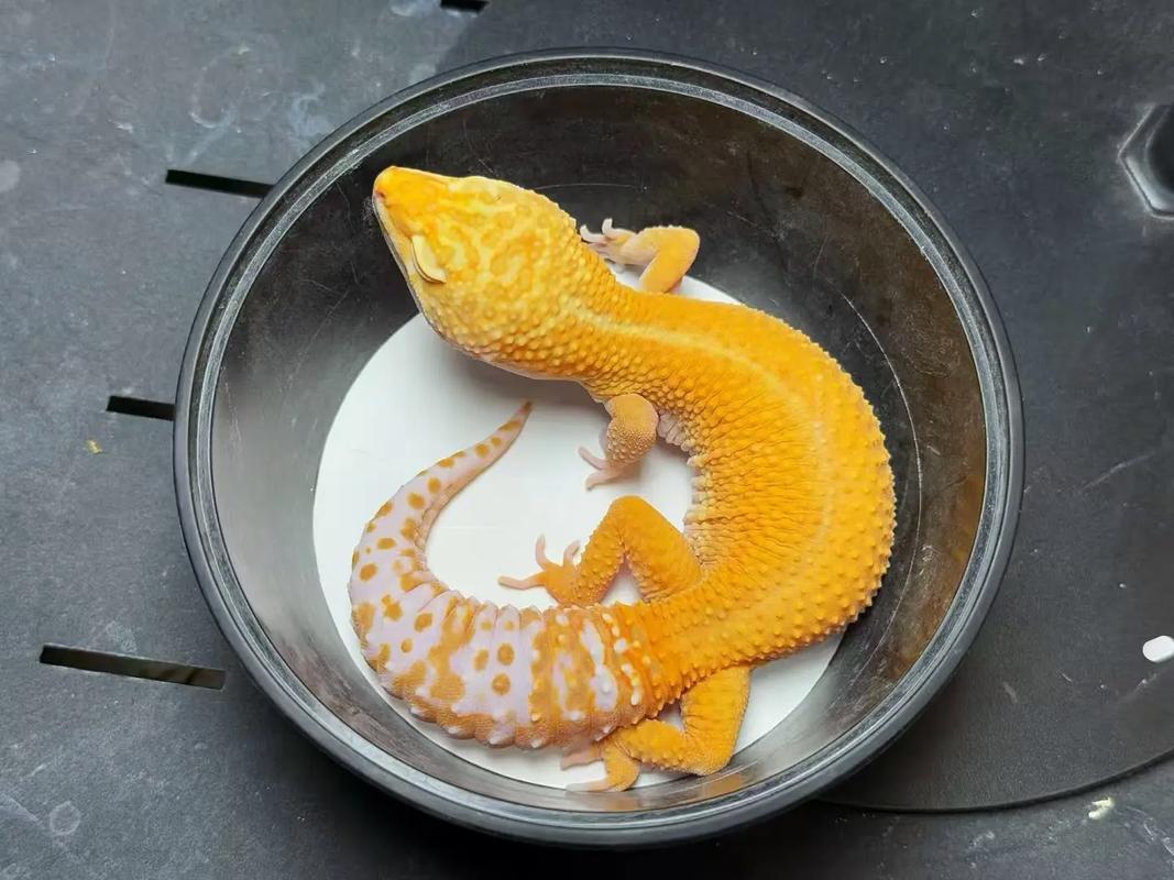 【直播间选货】豹纹守宫新成体 花色多样 性格温顺