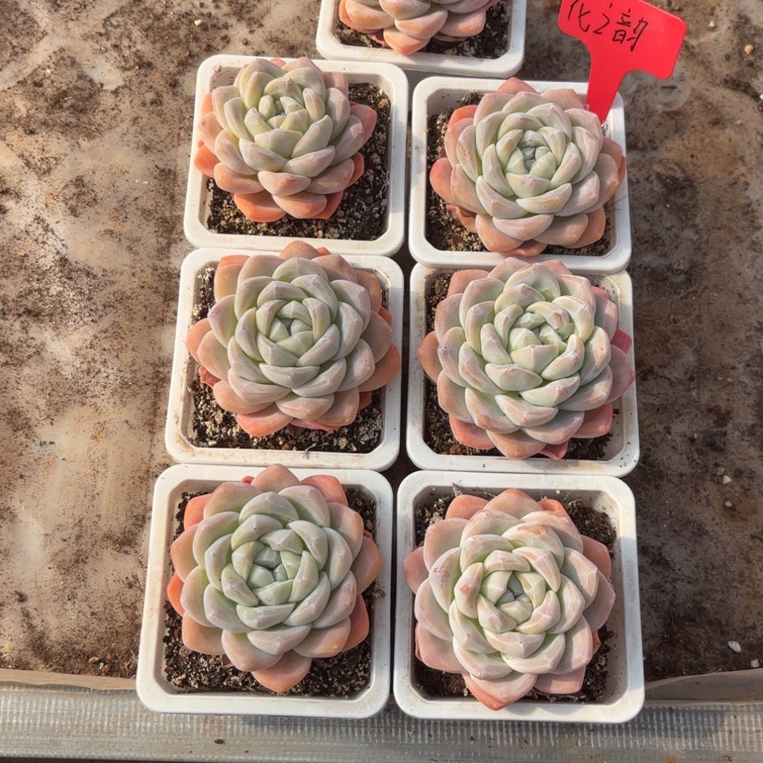 花***韵花之韵姐的冰玉好看带盆