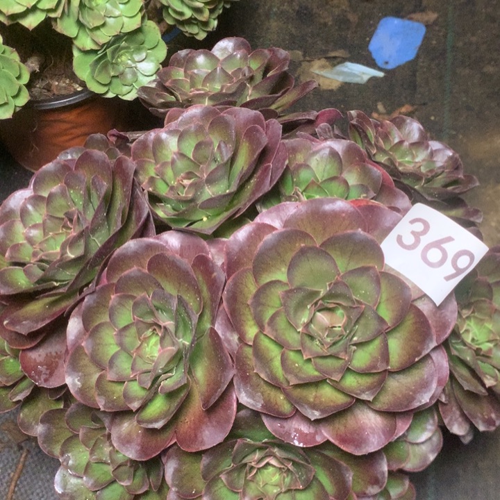 369玫瑰多多肉植物