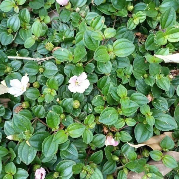  新鲜地念苗地稔苗野果地菍苗地被植物微型盆栽园林绿化