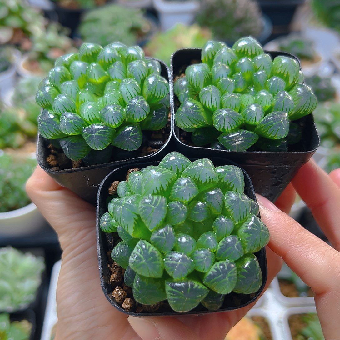 三盆糯肌玉露多肉多肉