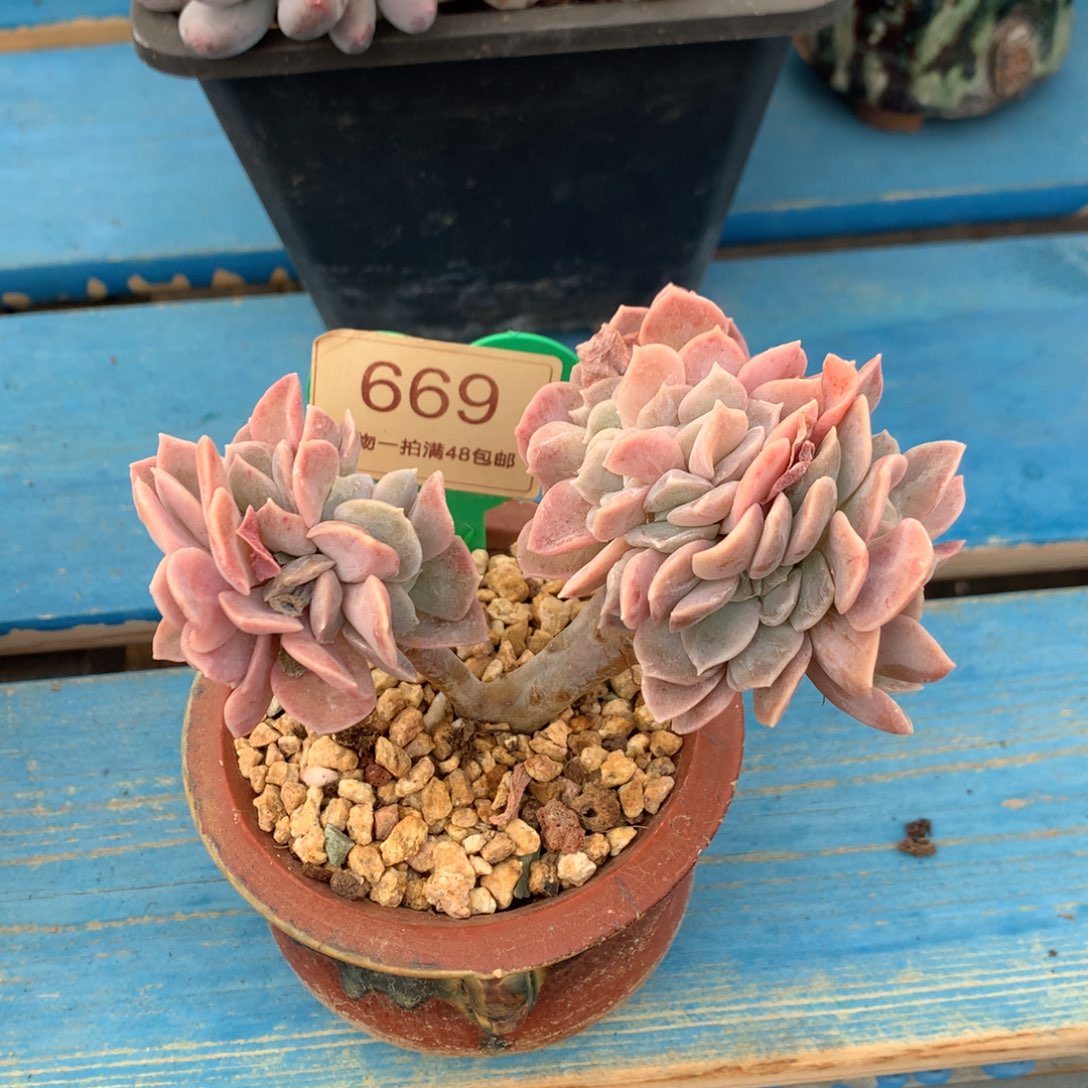 哈利沃森树缀开播福利669