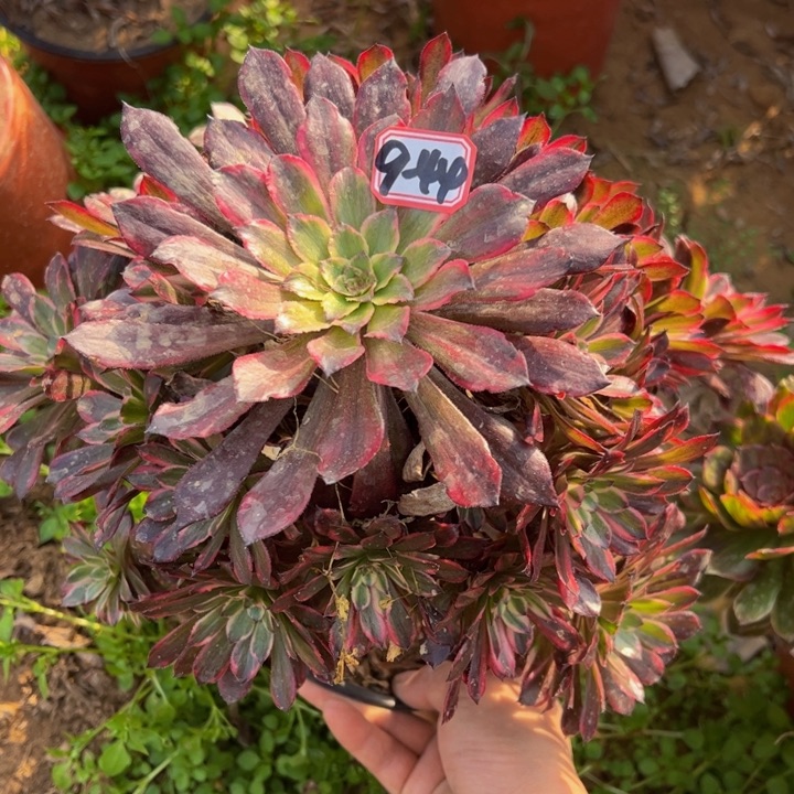 雪肌多肉植物9-44