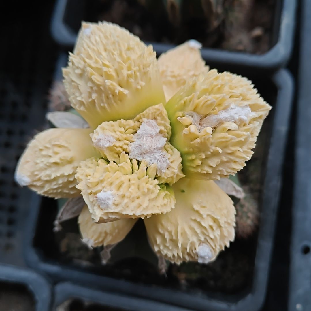 草球苗接哥怒牡丹锦一物一拍