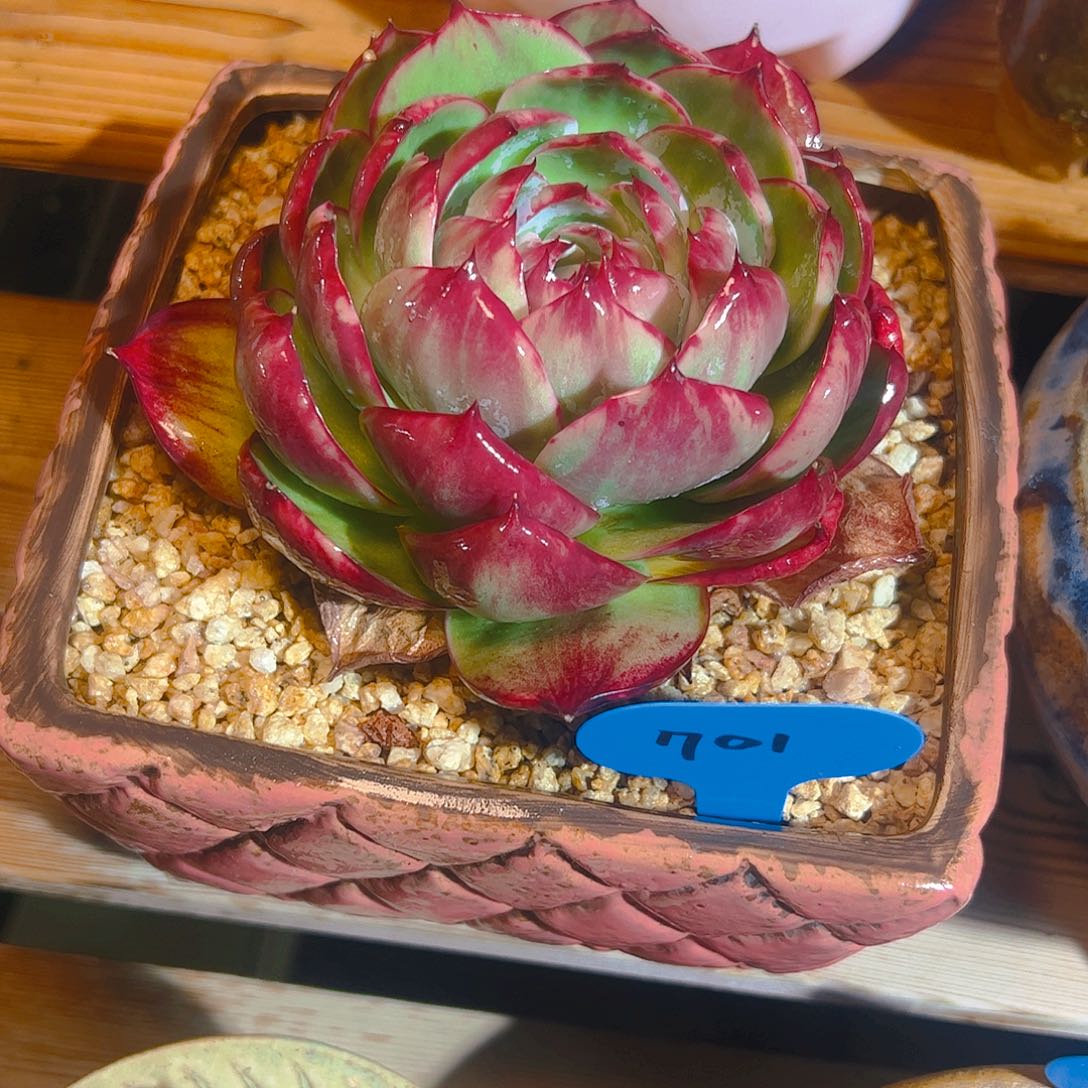 以*惊鸿仙子一物一拍701号