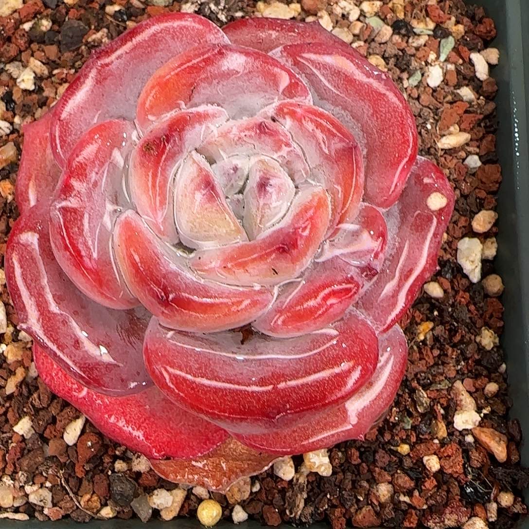 从前慢花园精选奶茶小