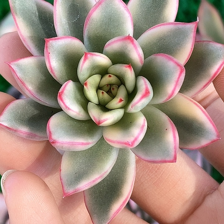 艾伯尼女神一物一拍，