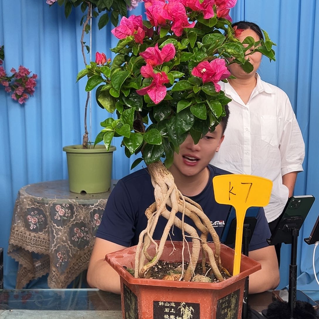 乌***裳当前无花栽培后可以开花K7甜西瓜