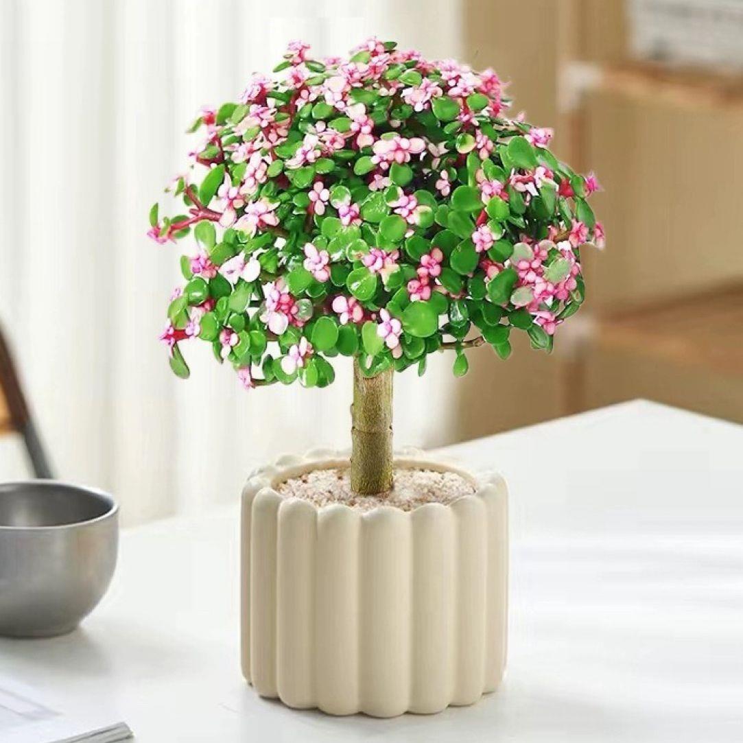 老桩多肉植物金枝玉叶油画婚礼室内大颗群生花卉绿植盆栽防辐射