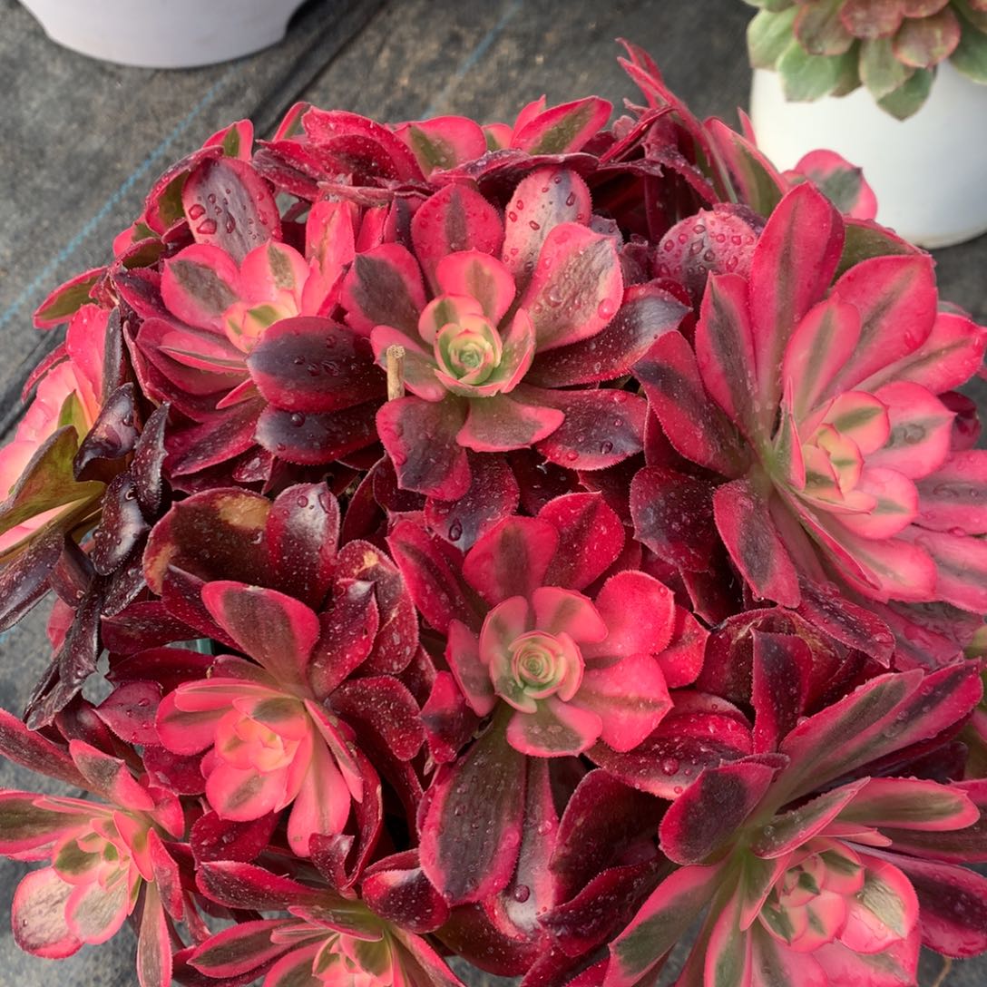 美杜莎38福利福利朵朵