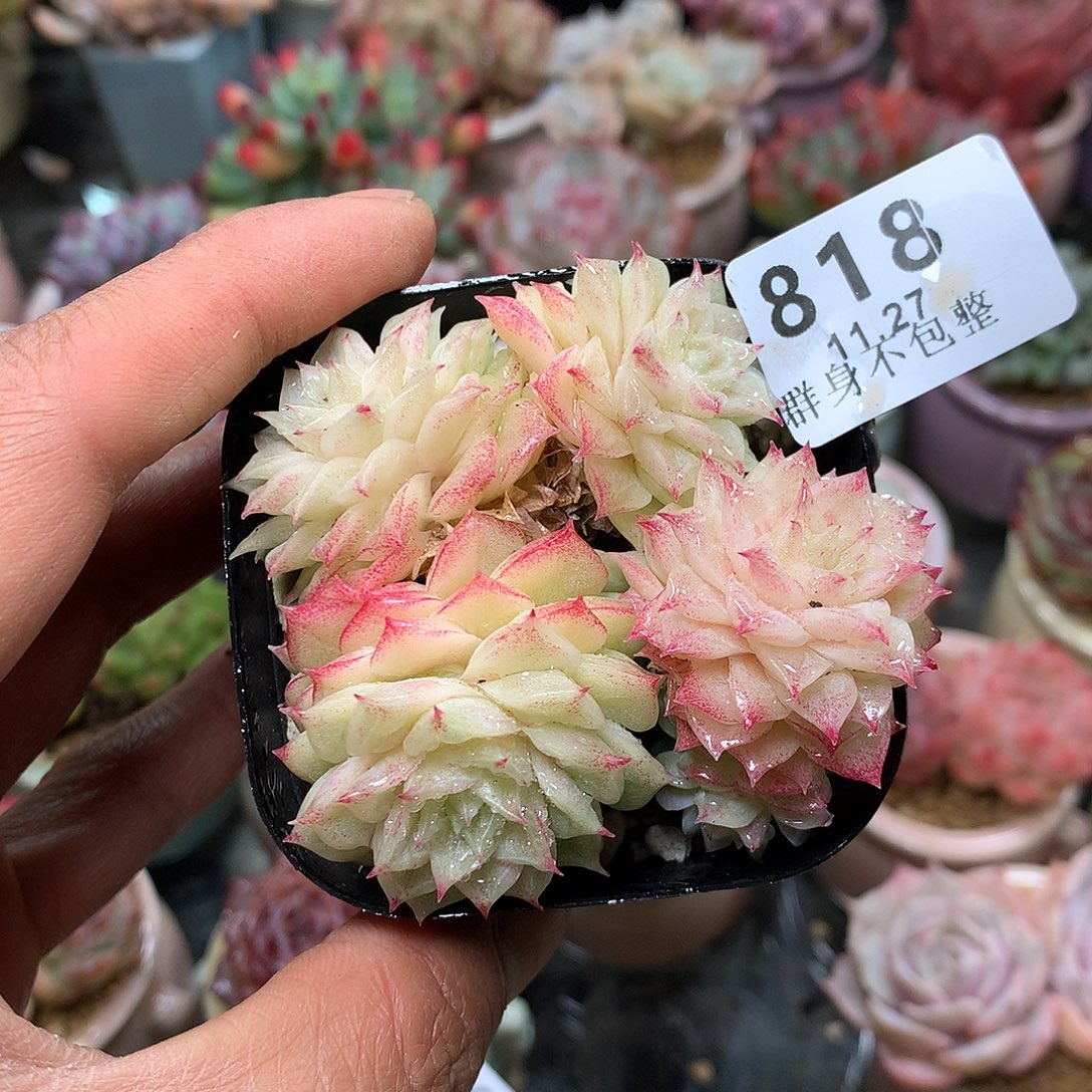 精控拇指盆11.27818