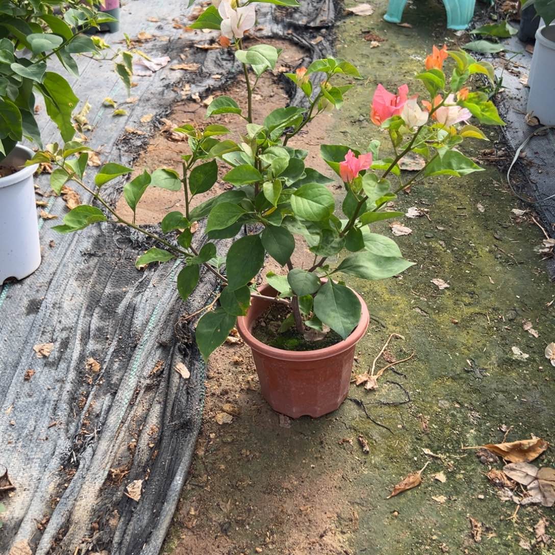 橙口红直播间福利