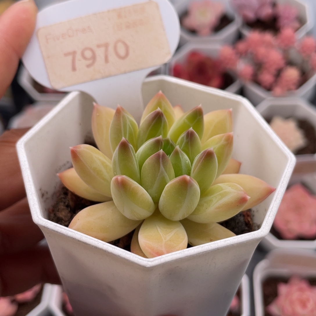 甲骨文7970-6.0厘米