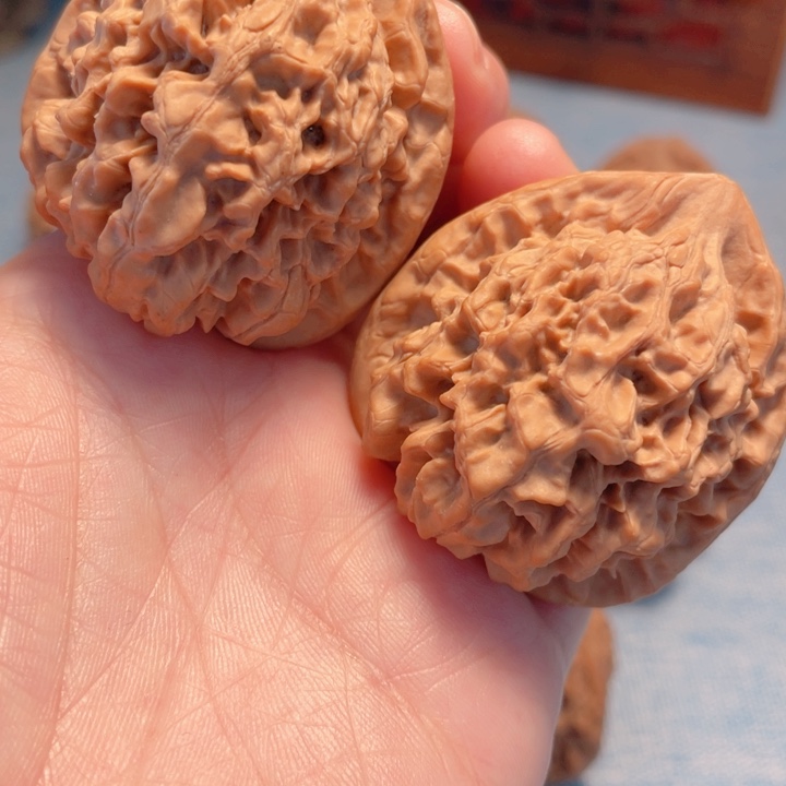 精***叔42尺寸官帽骨质好 原桩