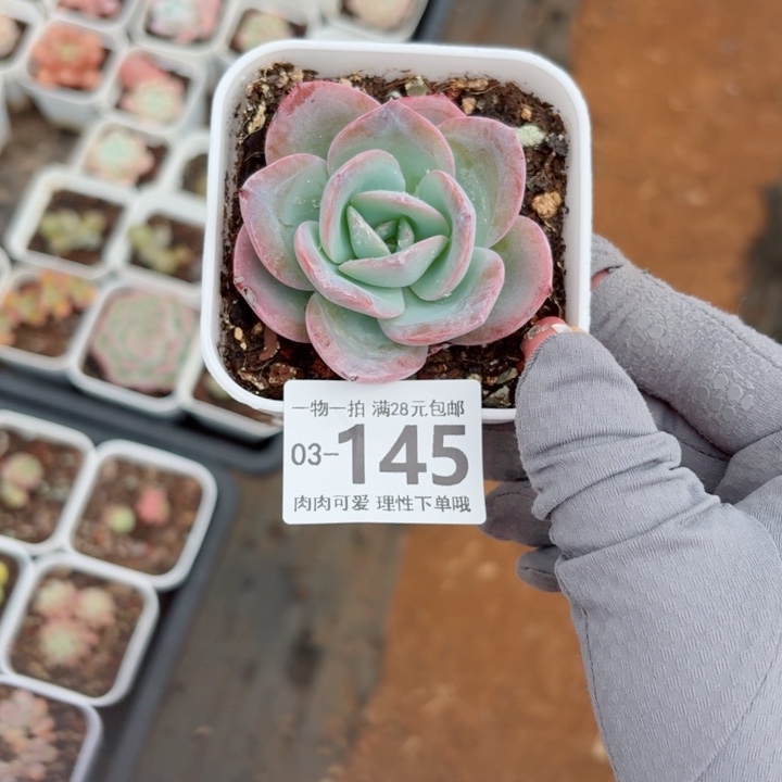 布鲁蓝多肉植物多肉植物