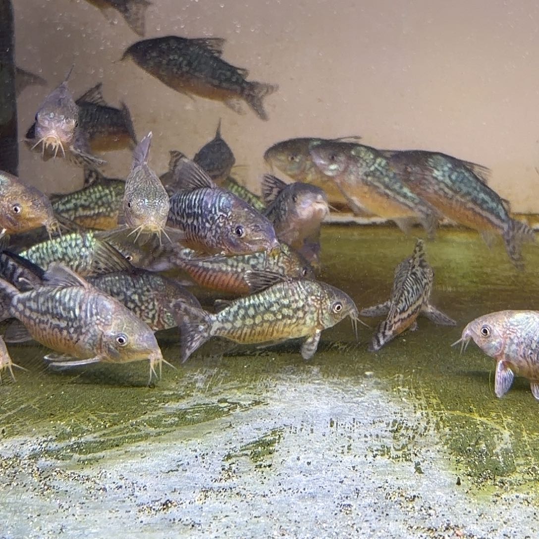 鼠鱼1只7-8精品爆花。 葛衣不包邮