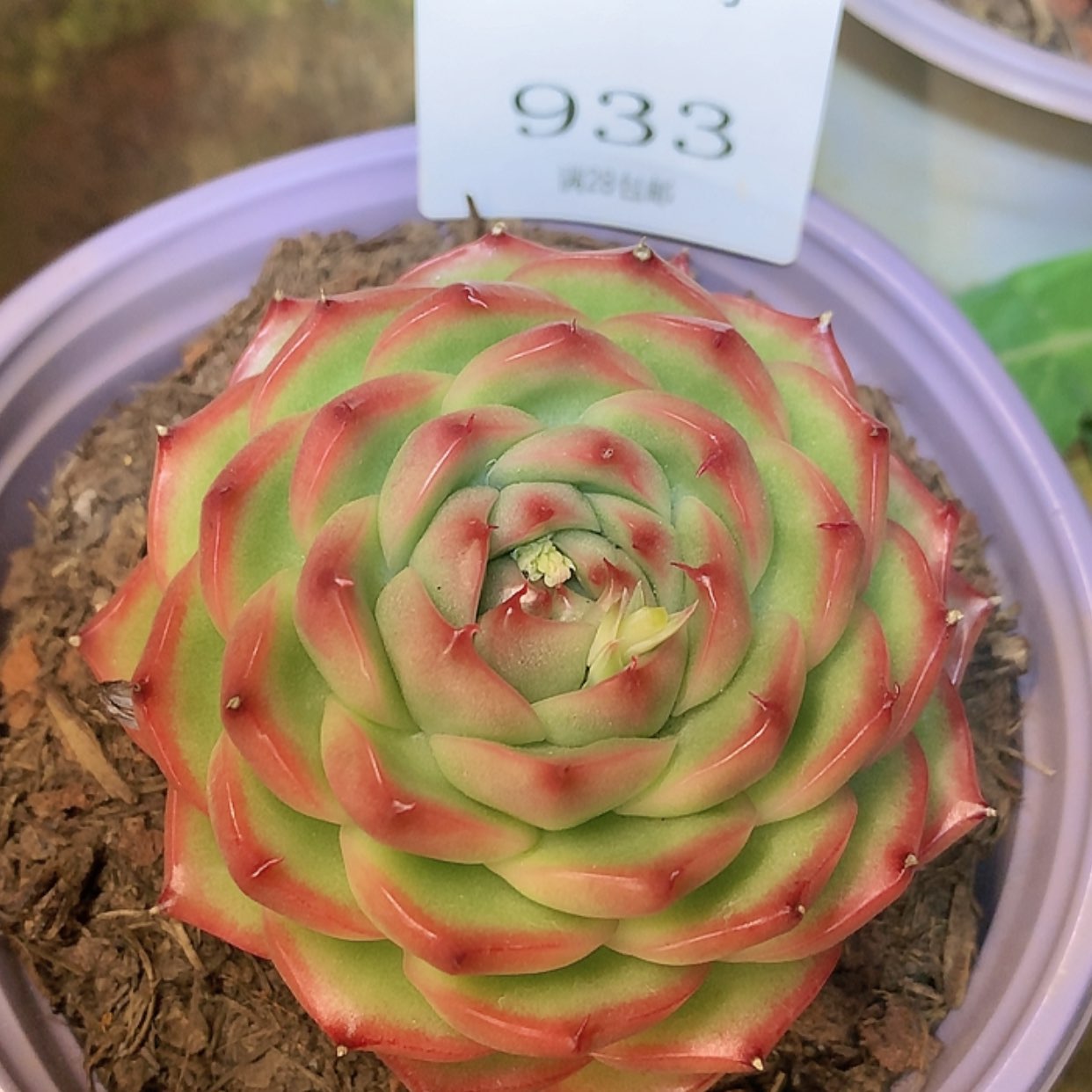 【闪购商品】云933