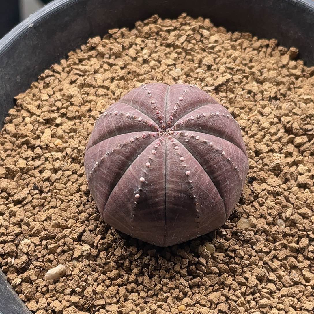 实生艳肌少女粉神玉布纹球