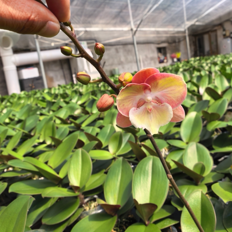 蝴蝶兰彩虹独角兽3.5寸带花剑室内客厅阳台好养易活花卉绿植