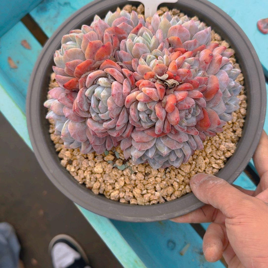 91好多肉111111111111