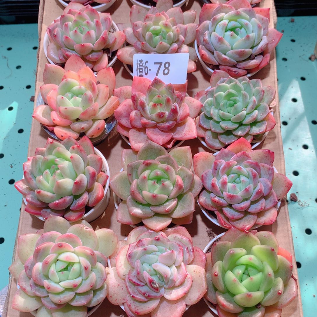 6-78一物一拍多肉带盆18颗
