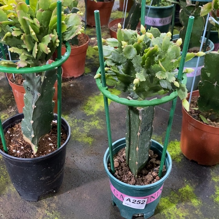 当前无花栽培后可以开花一***忆252嫁接005