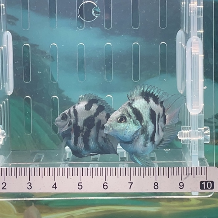 鹦鹉鱼宝蓝一对18号单