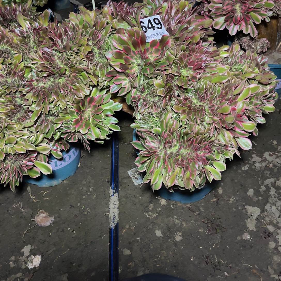 法师法师15-25包邮法师