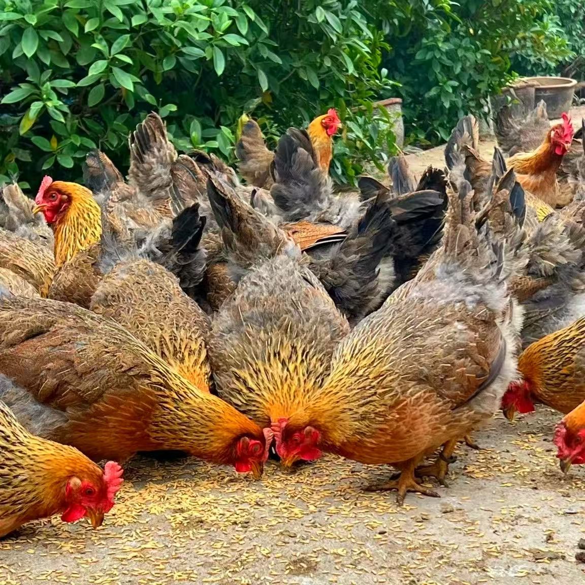  【红瑶鸡七只】单只8两-1斤左右发货 漂亮美味整鸡好吃不贵安徽发