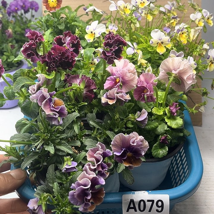 79号角堇清棚19.9米一筐