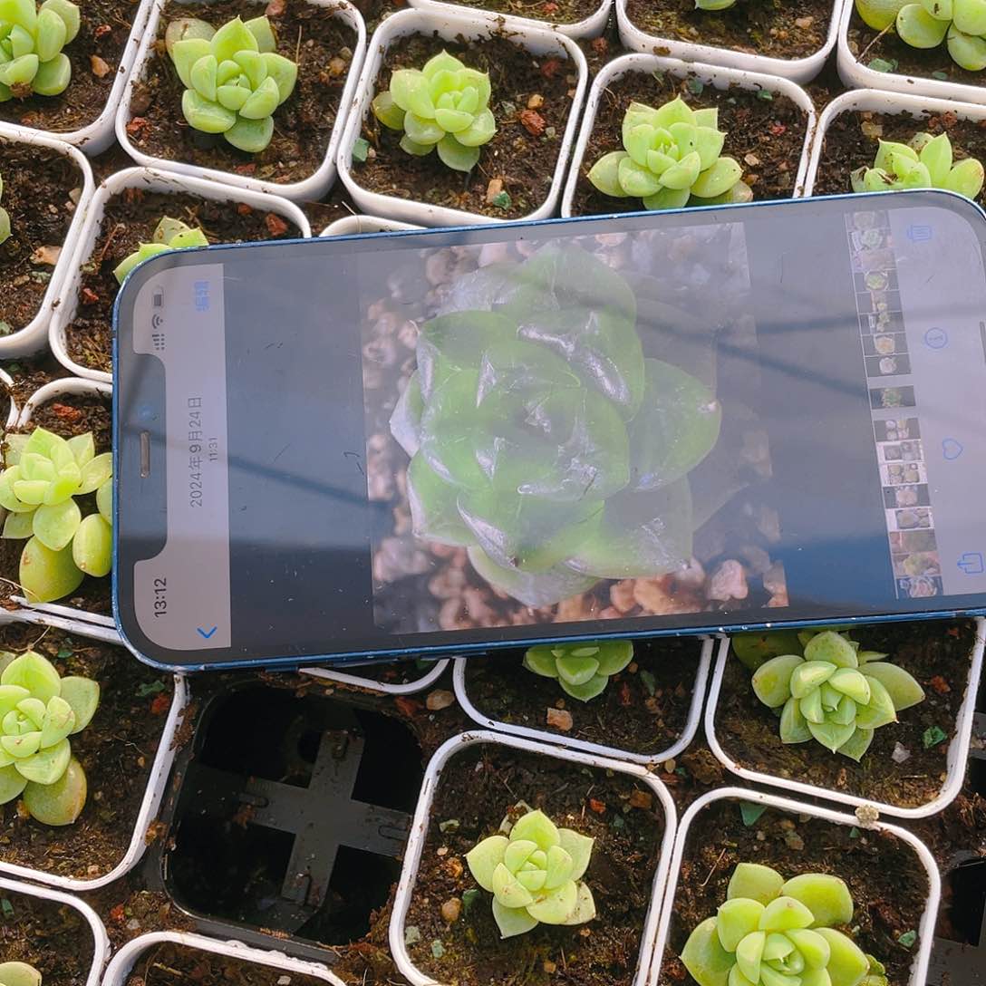 七喜 中盆一个满25包邮