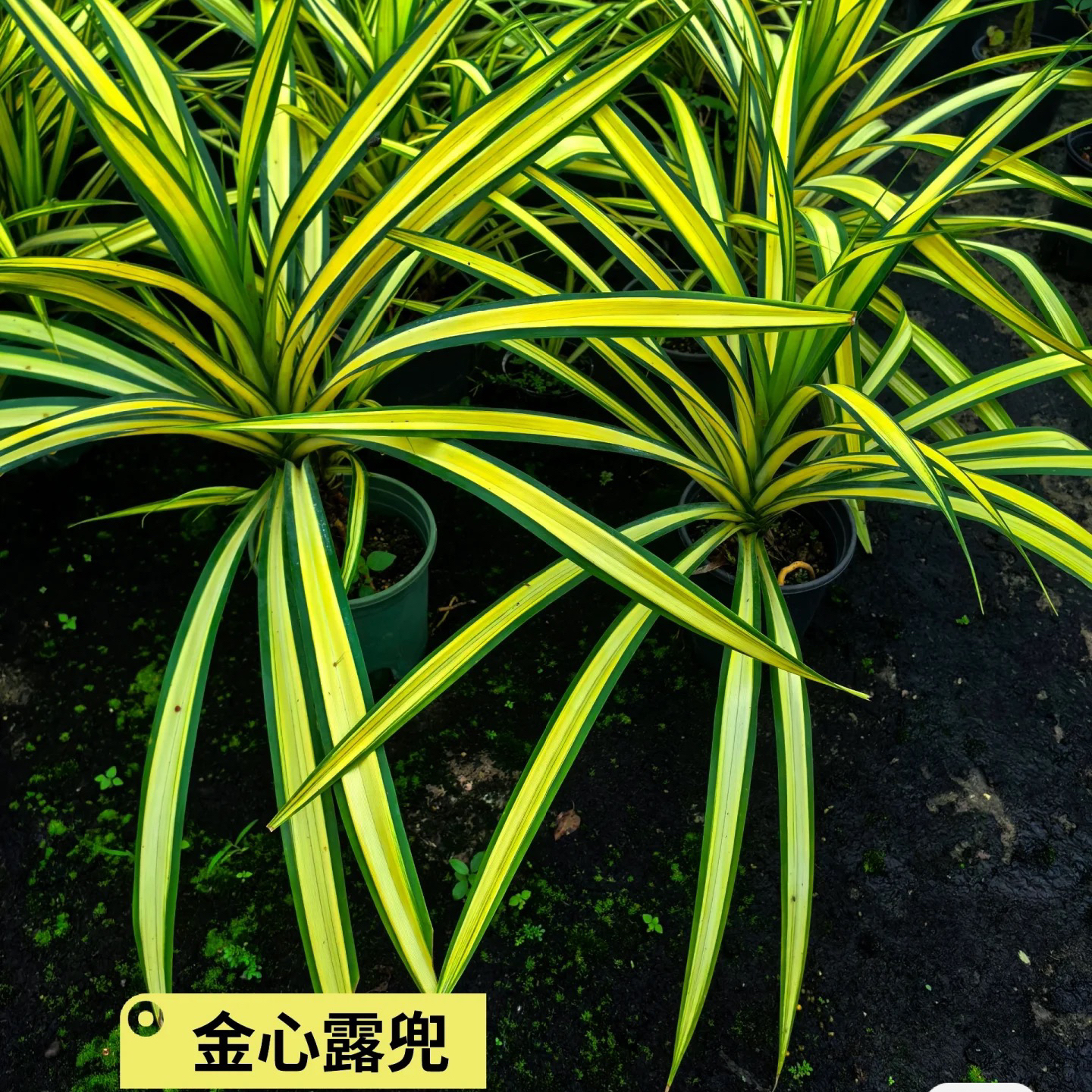 金心露兜兰金色植物盆栽多年生庭院阳台楼顶观叶花镜植物耐热寒