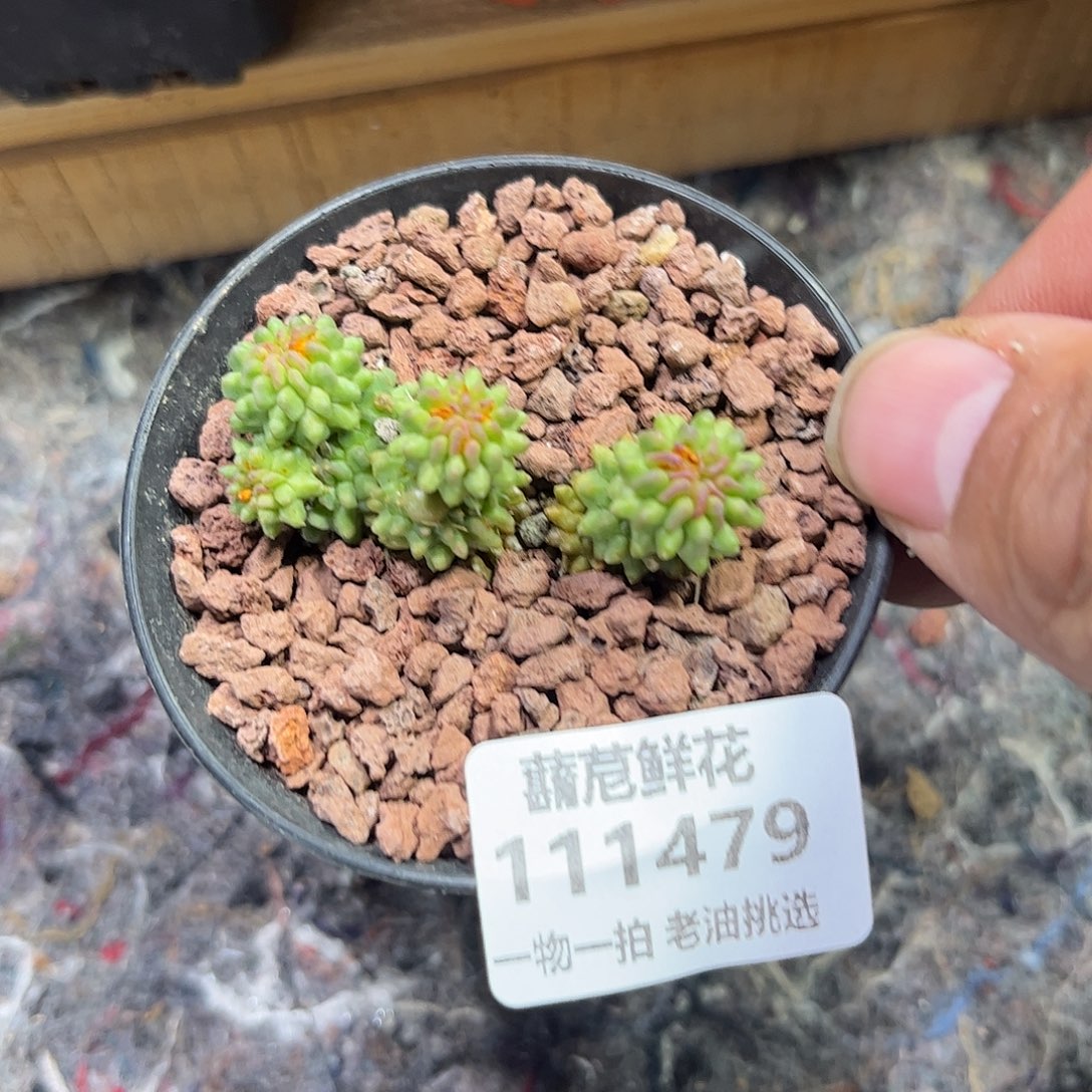 111479一物一拍单头发货