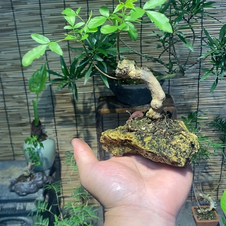 闪****?退款拉黑一物一拍121