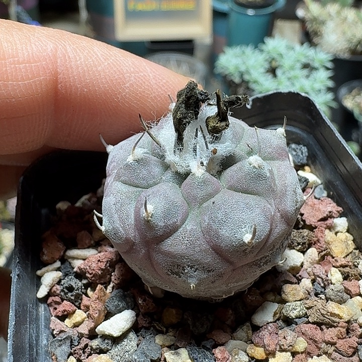 245东云娇丽脱土发货