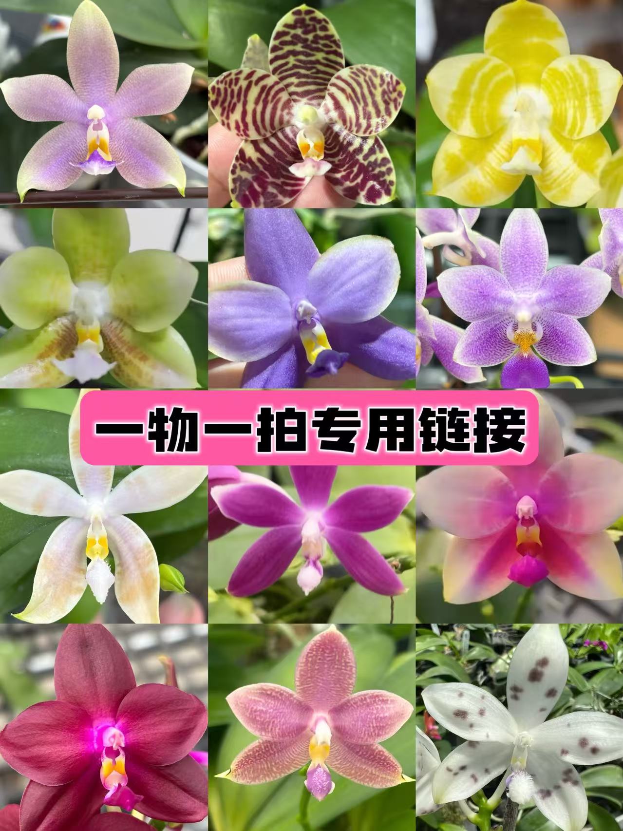 郑郑日上花园福袋盲盒原生种苗（5度以下发树皮）