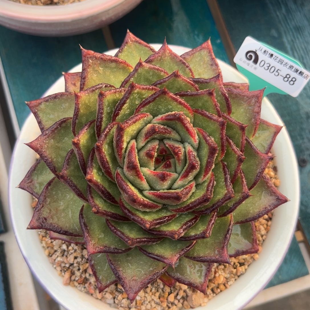 多肉一物一拍0305-88